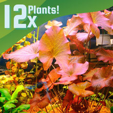 Done For You Plant Package, 12 Full Size (High Light, Co2 Required)