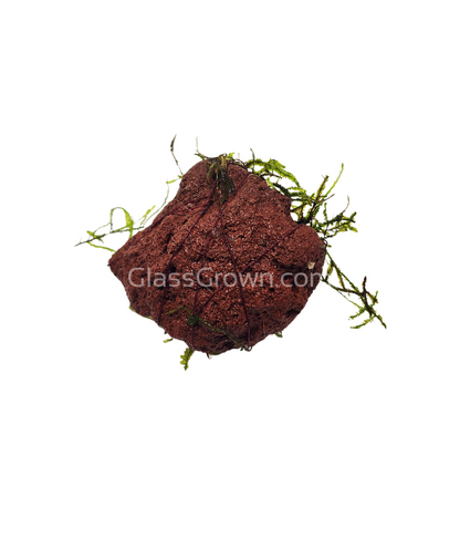 Java on a Lava! Java Moss on a Lava Rock