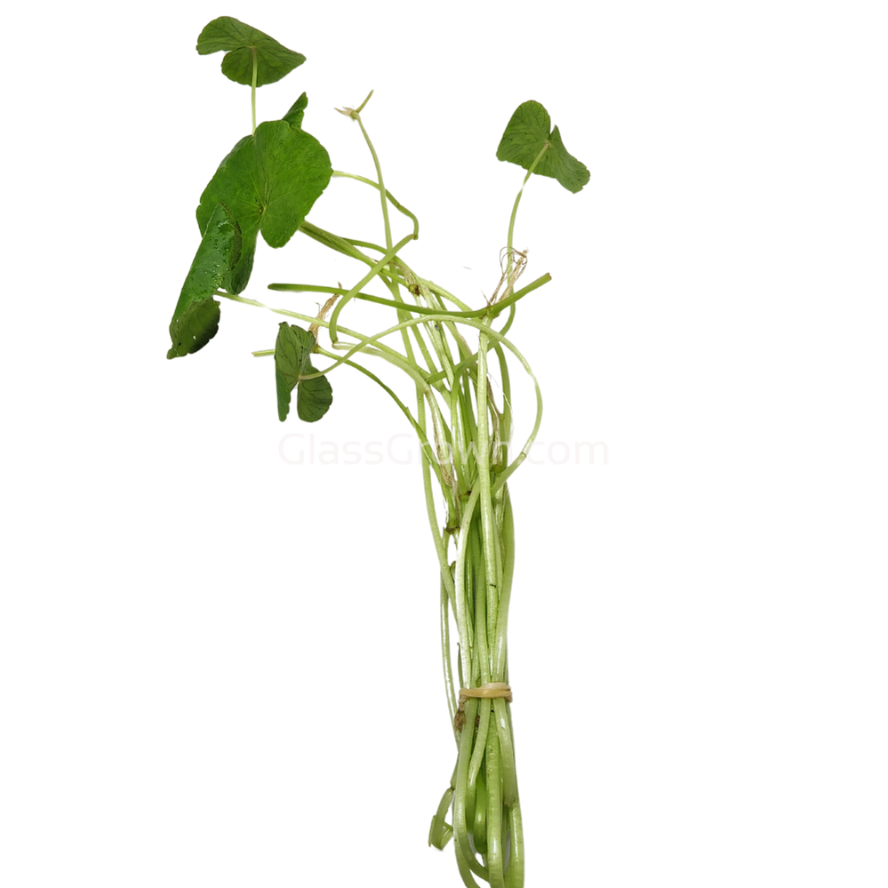 Brazilian Pennywort
