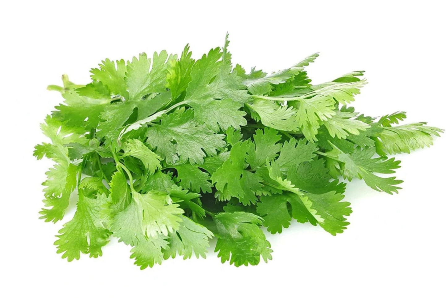 Organic Cilantro Seeds - Slow Bolt Variety, Non-GMO, 150+ Seeds, Coriandrum sativum, Fresh Garden Herb for Home Gardening