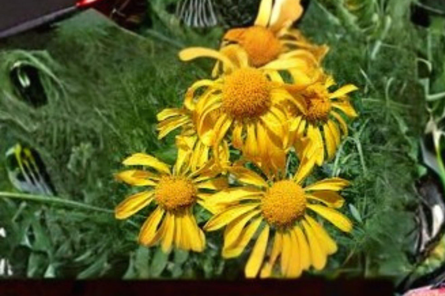 Orange Mountain Daisy Seeds – Hymenoxys hoopesii – Native Wildflower for Pollinators – Yellow Blooms – 40 Pack
