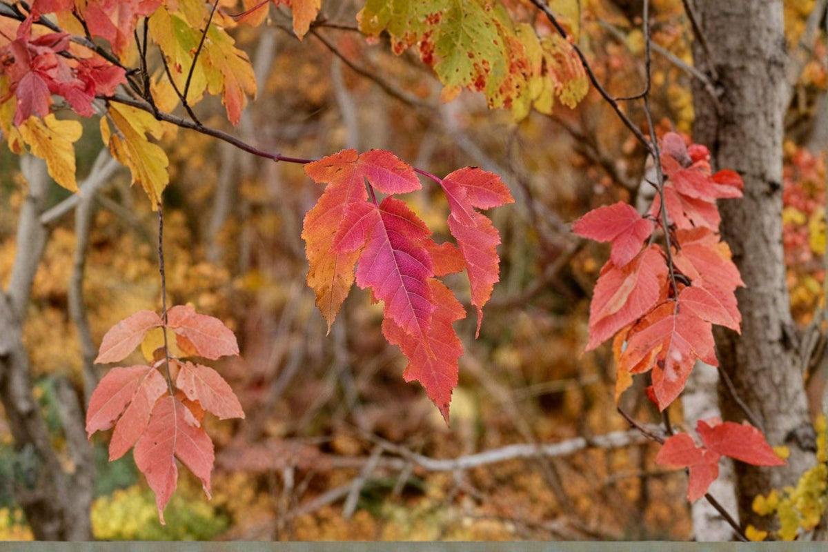 Amur Maple Seeds 10 Pack Acer ginnala Fall Foliage Ornamental Tree Shrub for Hedges and Bonsai
