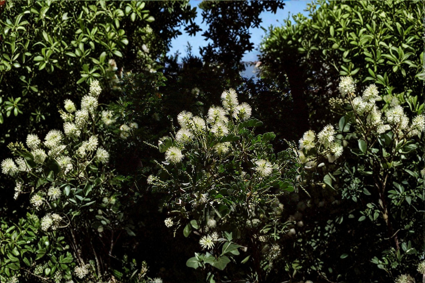 Texas Ebony Seeds – Drought Tolerant Native Tree, Bonsai Potential, Pithecellobium flexicaule, Ornamental Shrub, Wildlife Garden
