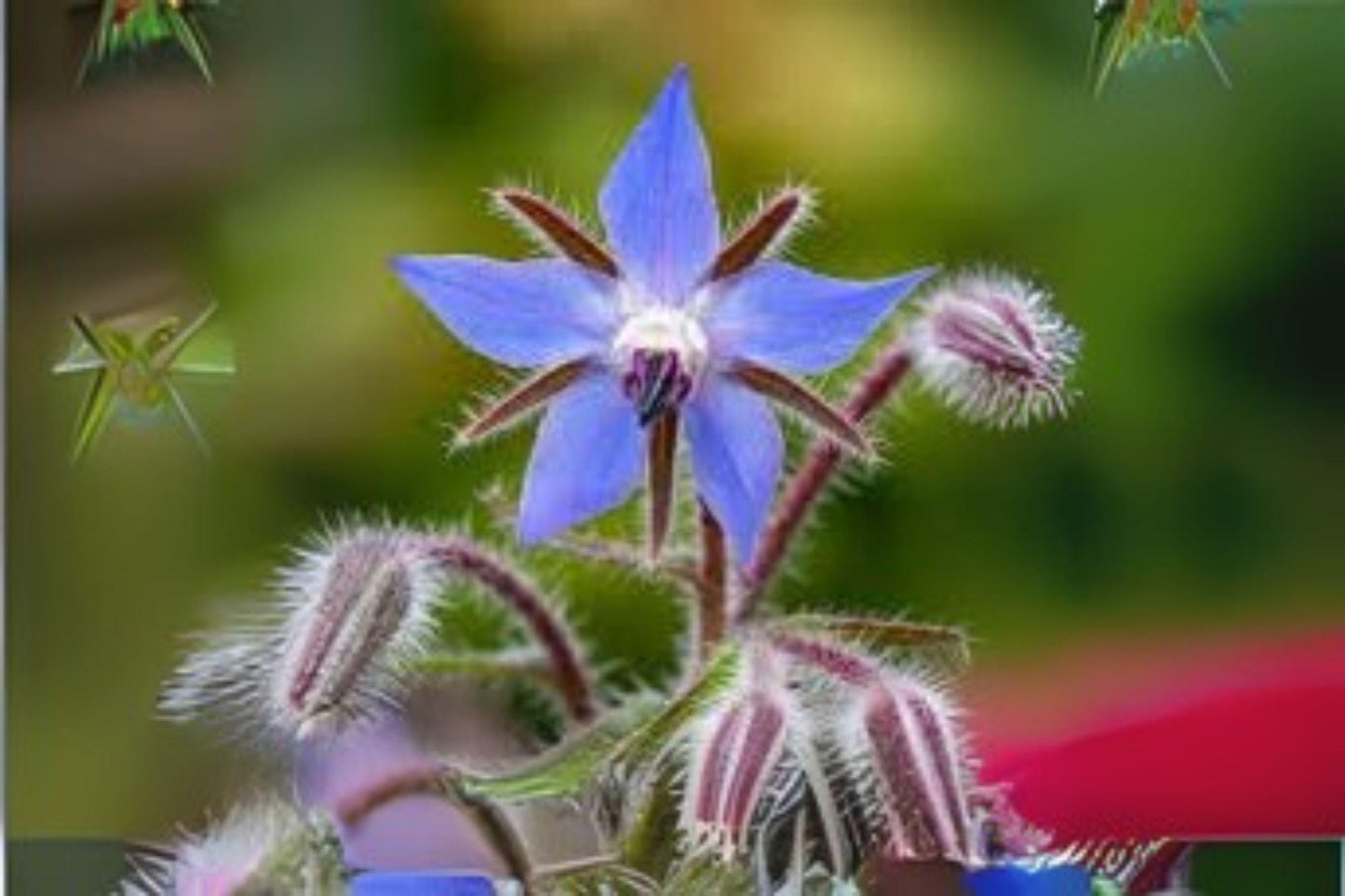 40 Non-GMO Borage Herb Seeds | Edible Blue Flowers & Pollinator Plant | Borago officinalis