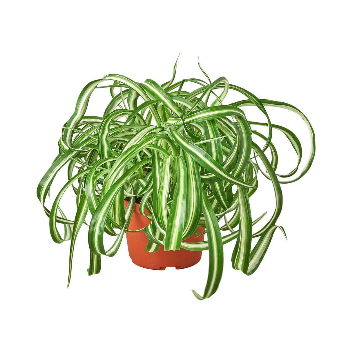 Spider Plant Hawaiian - 6" Pot - NURSERY POT ONLY