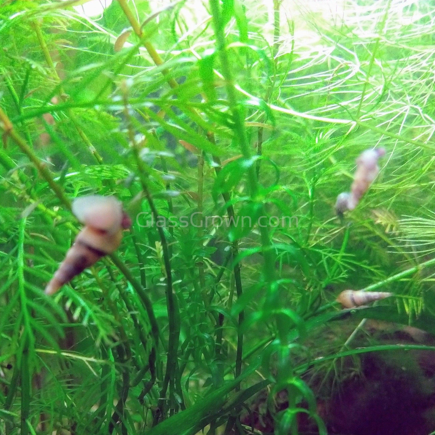 Malaysian Trumpet 5+ Snails