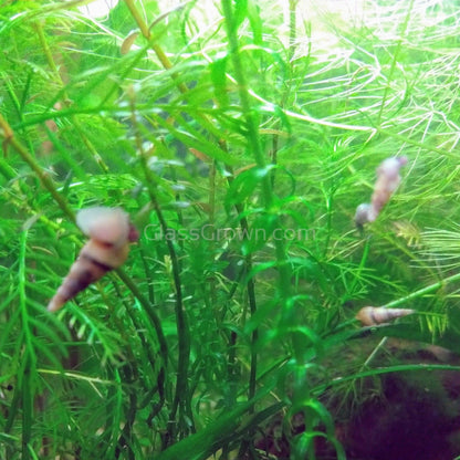 Malaysian Trumpet 5+ Snails