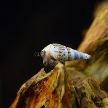 Malaysian Trumpet 5+ Snails