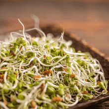 5 Part Salad Mix Sprout – 1,000 Seeds