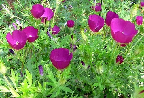 Callirhoe involucrata Seeds - Purple Poppy Mallow Wildflower, Drought-Tolerant, Native Perennial, Bee & Pollinator Attractant, 15 Seeds