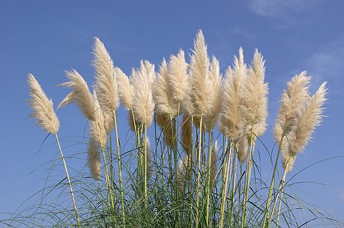 Pampas Grass Bare Root Plants – Cortaderia selloana, Ornamental Tall Grass, Drought Tolerant, Landscape Accent, 4 Pack