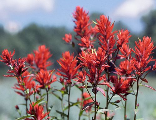 50 Castilleja linariifolia Seeds | Split-Leaf Paintbrush Native Wildflower for Pollinator Gardens