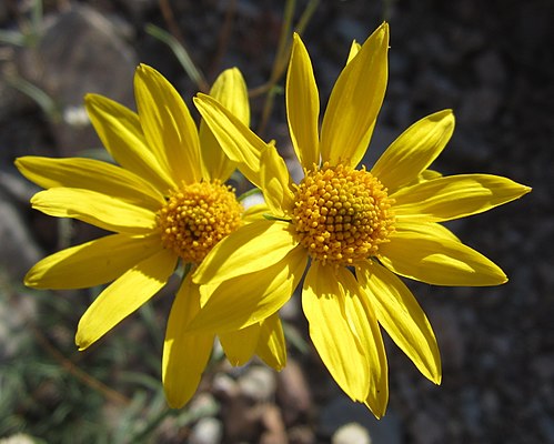 Heliomeris multiflora Seeds – Showy Goldeneye Wildflower, 100 Non-GMO Perennial Seeds for Pollinator Gardens & Meadow Plant