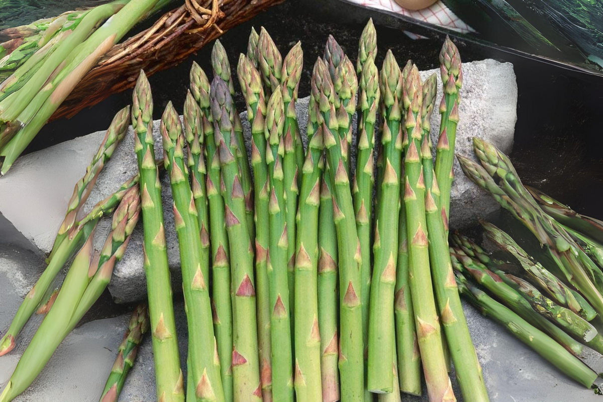 Asparagus Seeds Pack of 40 – Mary Washington Heirloom Perennial Vegetable, Green Shoots, Asparagus officinalis
