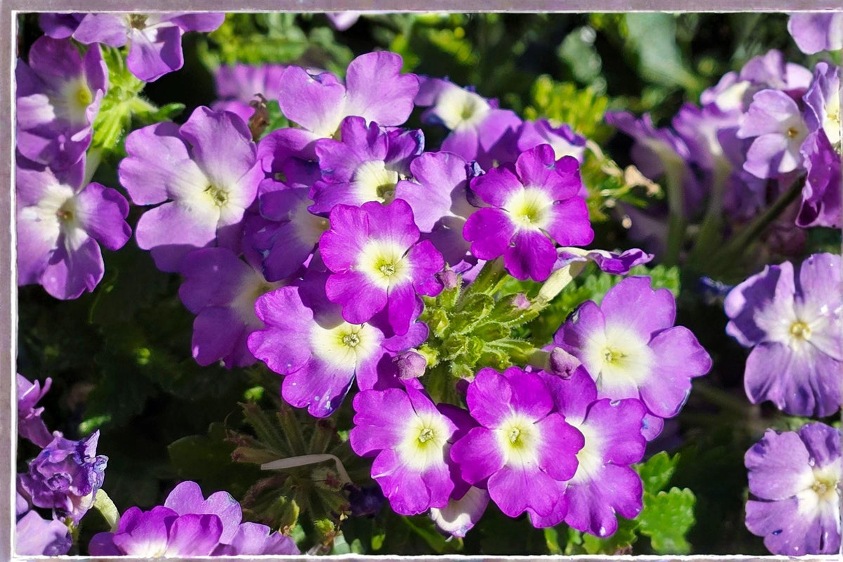 100 Moss Verbena Seeds – Verbena tenuisecta Low-Growing Purple Flower Annual for Borders, Rock Gardens, Containers