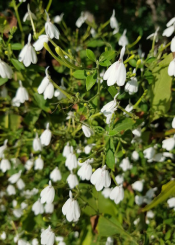 White Crane Flower Plant - Rare Evergreen Herb, Snake Jasmine, Acanthaceae, Medicinal & Ornamental, Easy to Grow