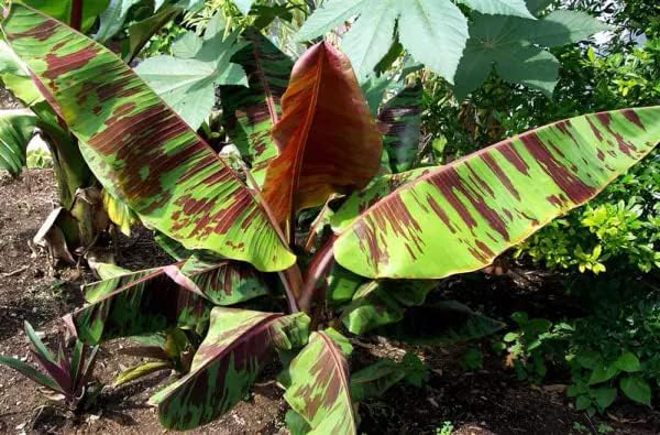 Sumatrana Banana Tree Live Bare Root Plant | Ornamental Musa sumatrana with Red Tiger Foliage