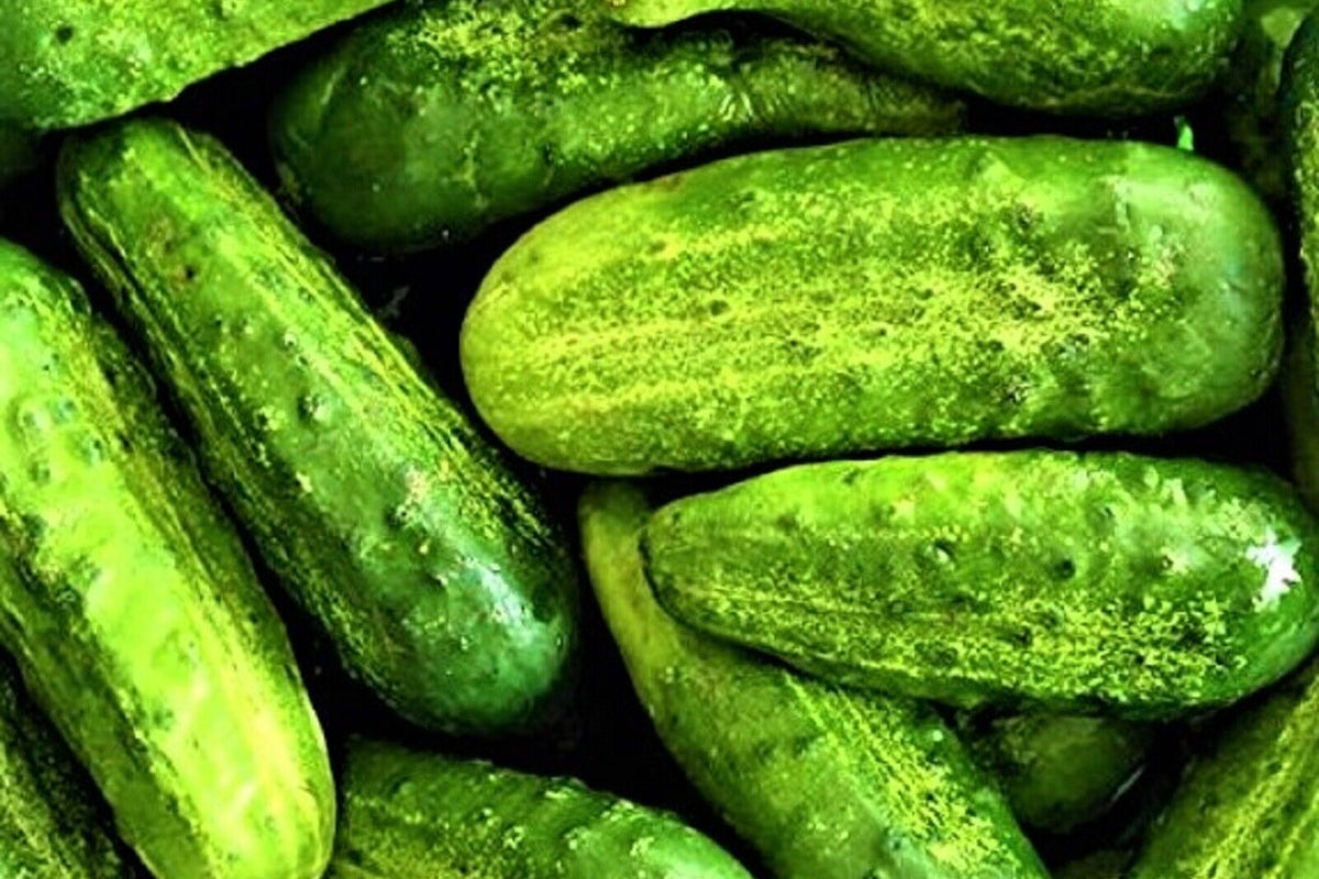 Pickling Cucumber Seeds - 50+ Wisconsin SMR-58 Cucumis sativus for Home Garden, Fresh, Non-GMO, Easy to Grow