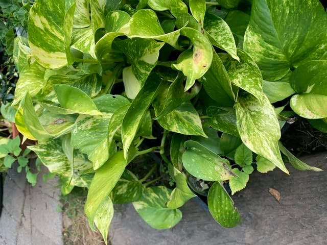Giant Variegated Golden Pothos Cutting – 3 Nodes, Epipremnum aureum, Hawaiian Climbing Plant, Indoor Houseplant, Air Purifier