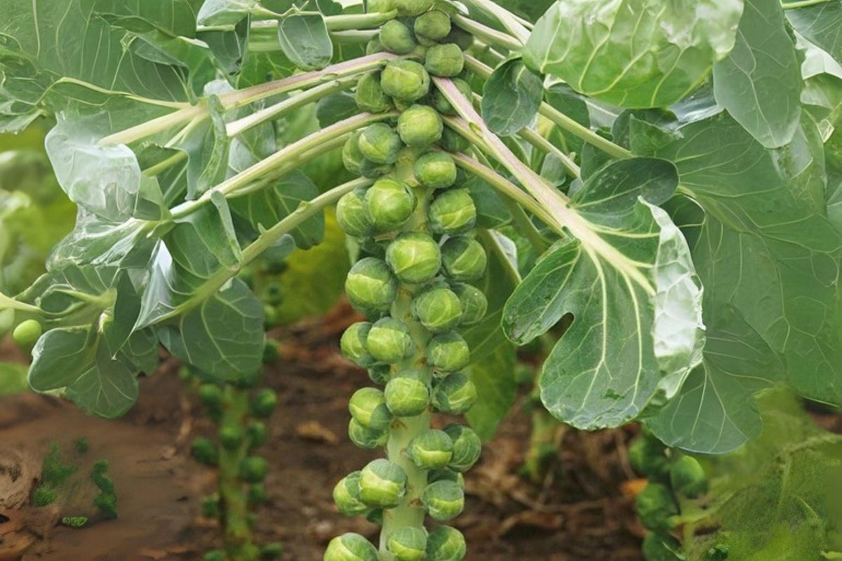 Catskill Brussels Sprouts Seeds, Heirloom Variety, Compact Green Brassica oleracea, 250 Seeds for Fall Garden, Roasting & Sautéing