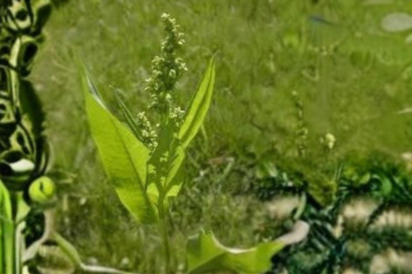 100 Seeds Rumex altissimus Pale Dock Native Perennial for Wetlands, Stream Banks, Moist Soils