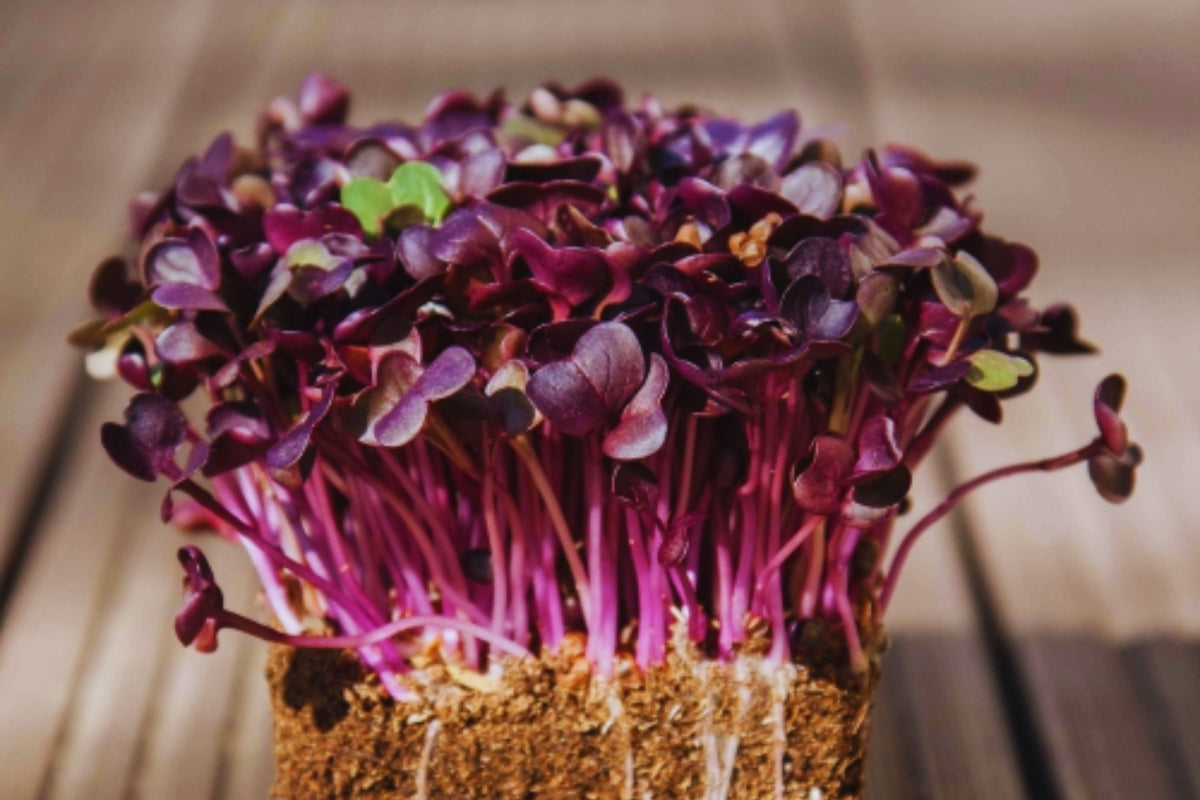 Bulk Radish Microgreen Seeds - Non-GMO Heirloom Raphanus sativus for Sprouting & Microgreens