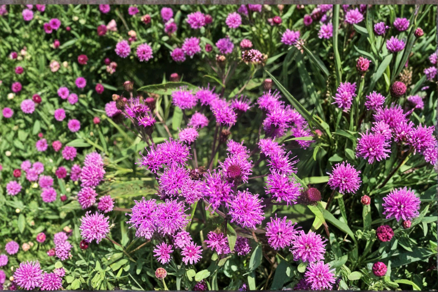 New York Ironweed Seeds – Vernonia noveboracensis – Native Wildflower for Pollinators – Purple Blooms, Perennial, Full Sun