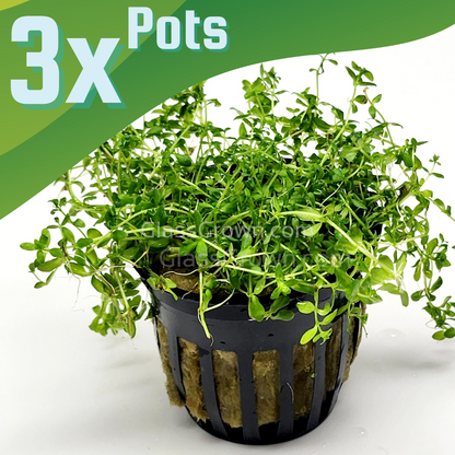 Potted Pearlweed
