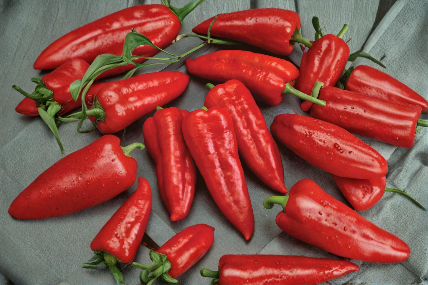 Giant Marconi Red Sweet Pepper Seeds – Heirloom Capsicum annuum for Large, Sweet Red Peppers, High Yield, Garden & Container Growing