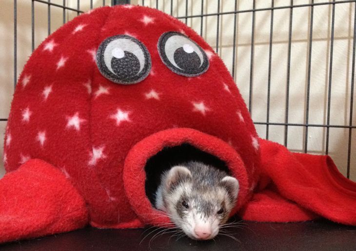 Marshall Pet Products Ferret Octo-Play Toy Octopus Red One Size