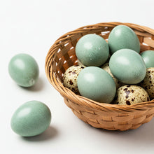 Celadon Coturnix Hatching Eggs - true blue layers