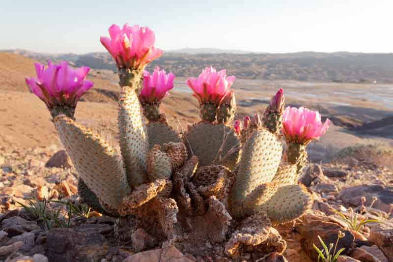 Opuntia basilaris Beavertail Cactus Live Pad – Pink Flowers, Drought-Tolerant Succulent for Xeriscape & Rock Gardens