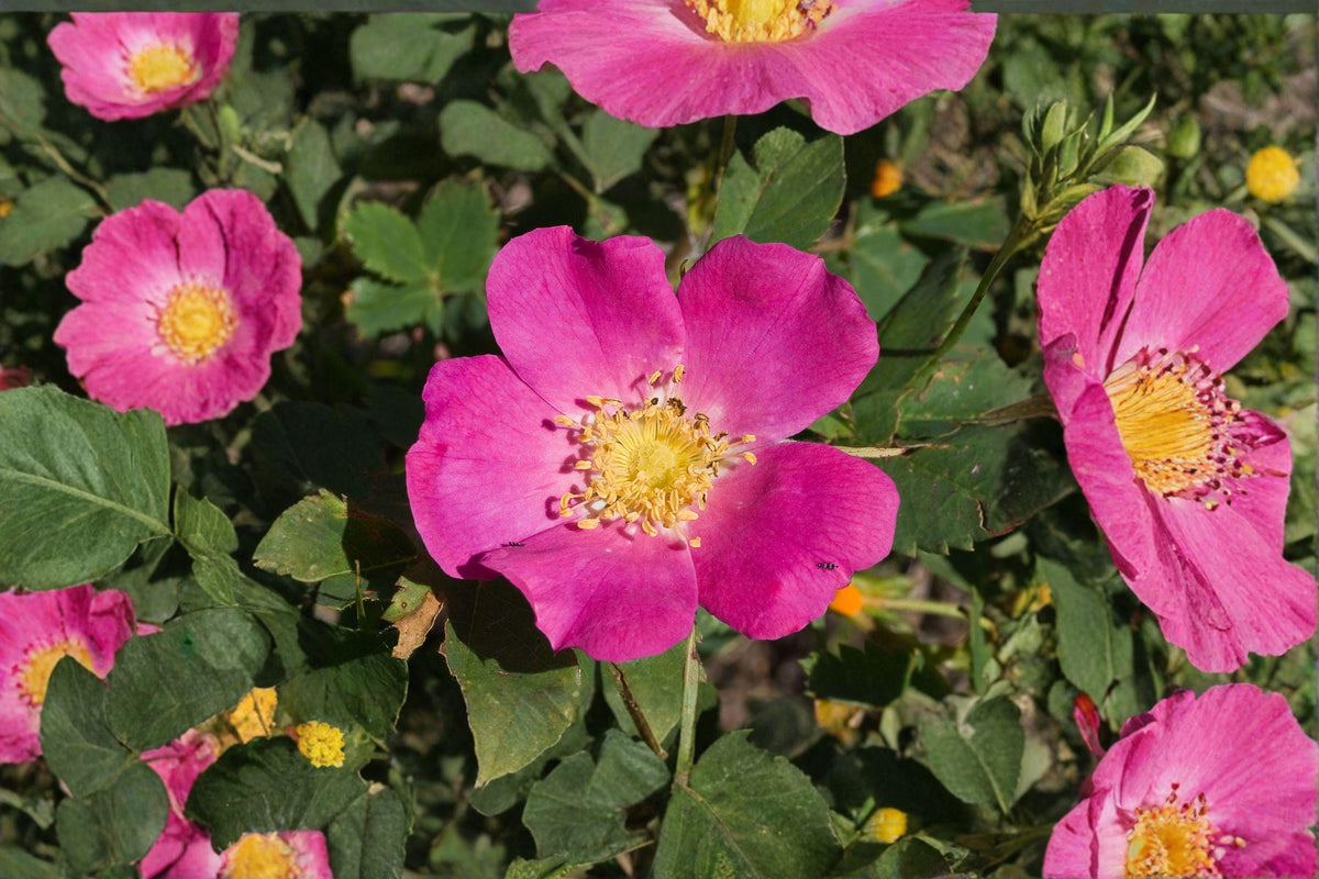 Rosa woodsii Seeds – Common Wild Rose Native Prairie Shrub for Garden, Wildlife, and Pollinators