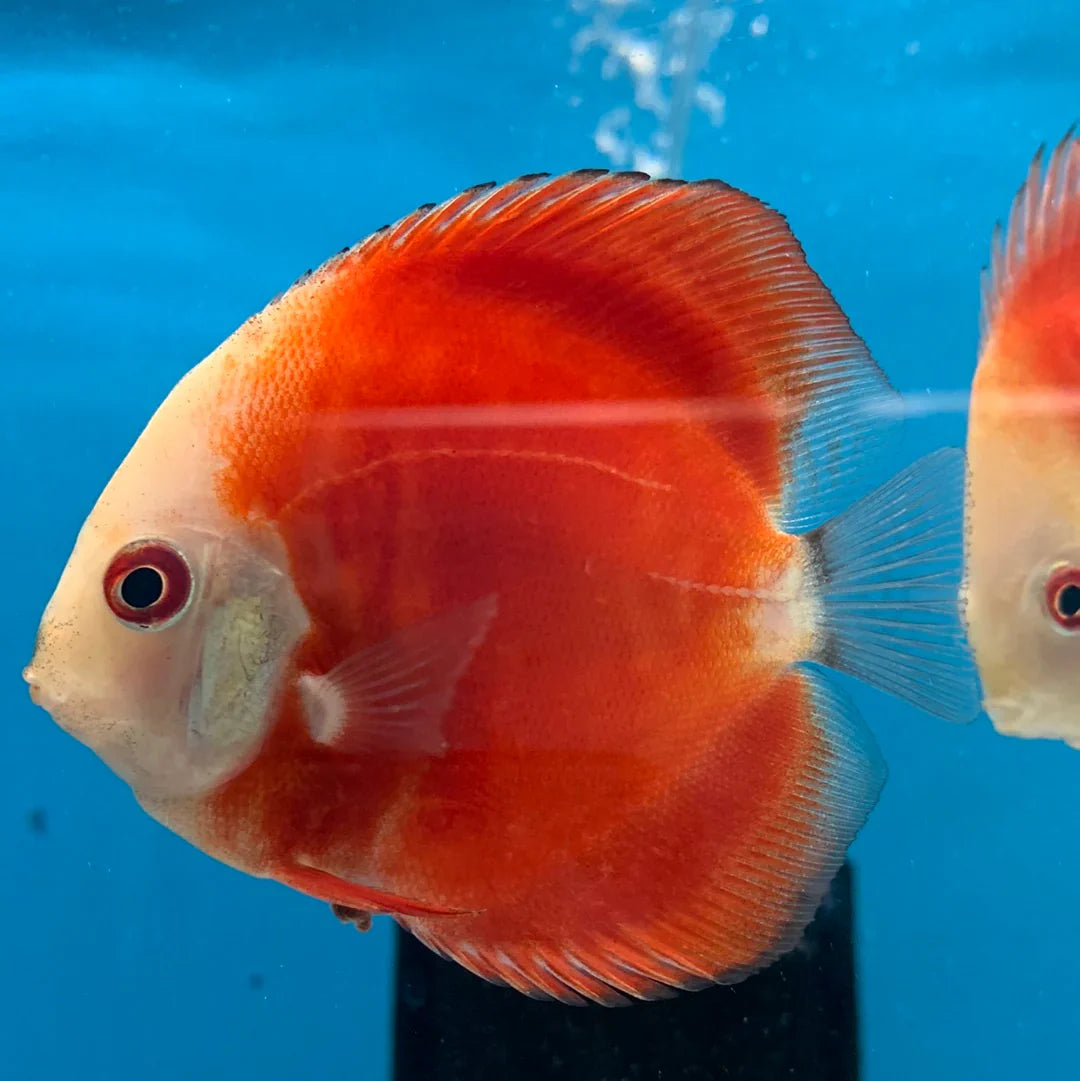 Red Rose Discus
