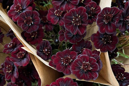 Chocolate Cosmos Seeds - 200 Rare Flower Seeds - USA Grown -  - Vanilla Scented - Dark Blooms - Butterfly Attractor