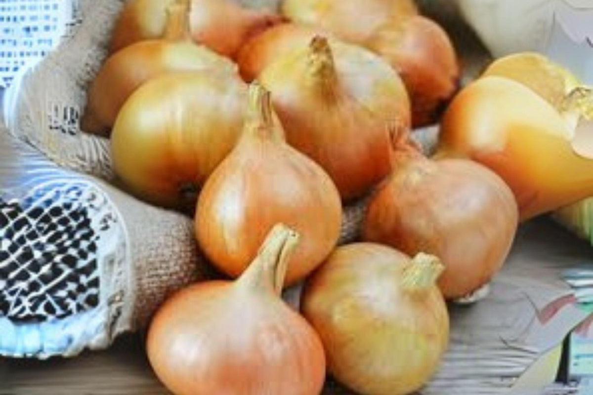Burrell's Yellow Valencia Onion Seeds - Heirloom Allium cepa, Large Yellow Bulbs, Sweet Flavor, Vegetable Garden Planting Pack