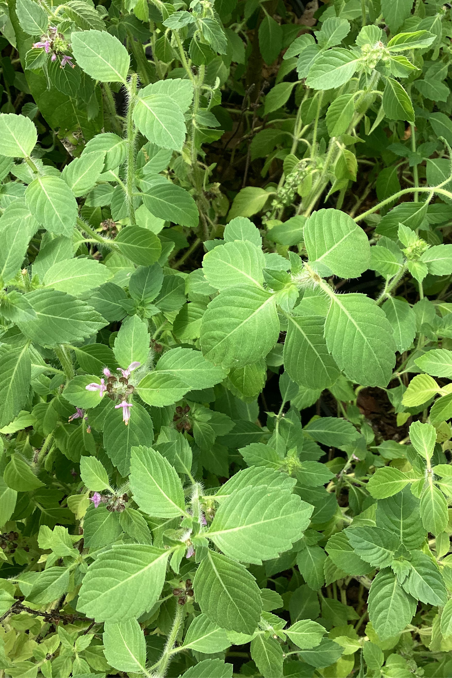 Wild Florida Native Sweet Basil Herb, Ocimum campechianum, Aromatic Culinary Herb, Pollinator Magnet