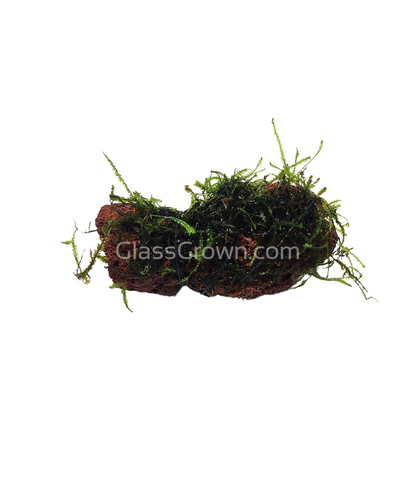Java on a Lava! Java Moss on a Lava Rock