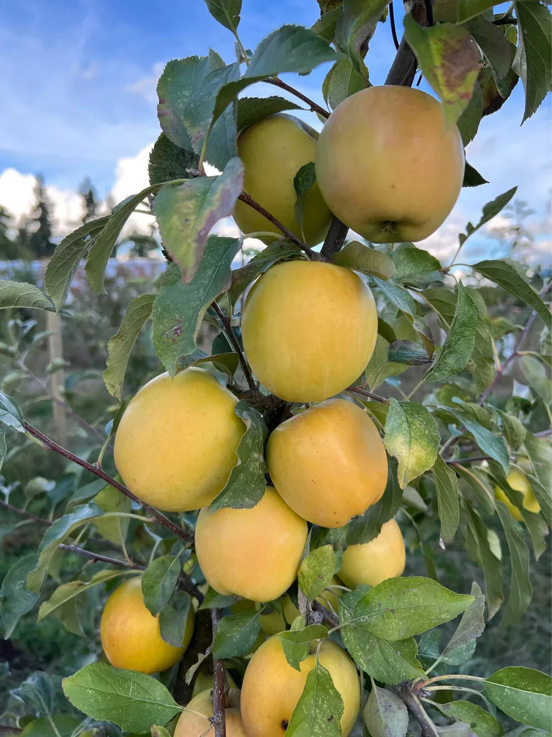 Japanese Yellow Apple Cutting – 6–8 Inch Unrooted Malus domestica for Grafting, Propagation, Rare Golden Apple Variety