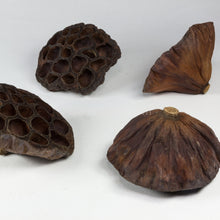 Dried Lotus Pods 3 Pack