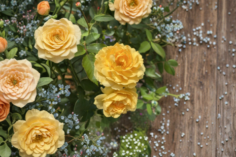 Julia Child Rose Cuttings – 3 Live Unrooted Floribunda Rose Stems for Propagation, Garden Planting, Yellow Blooms, Rosa â€˜Julia Childâ€™