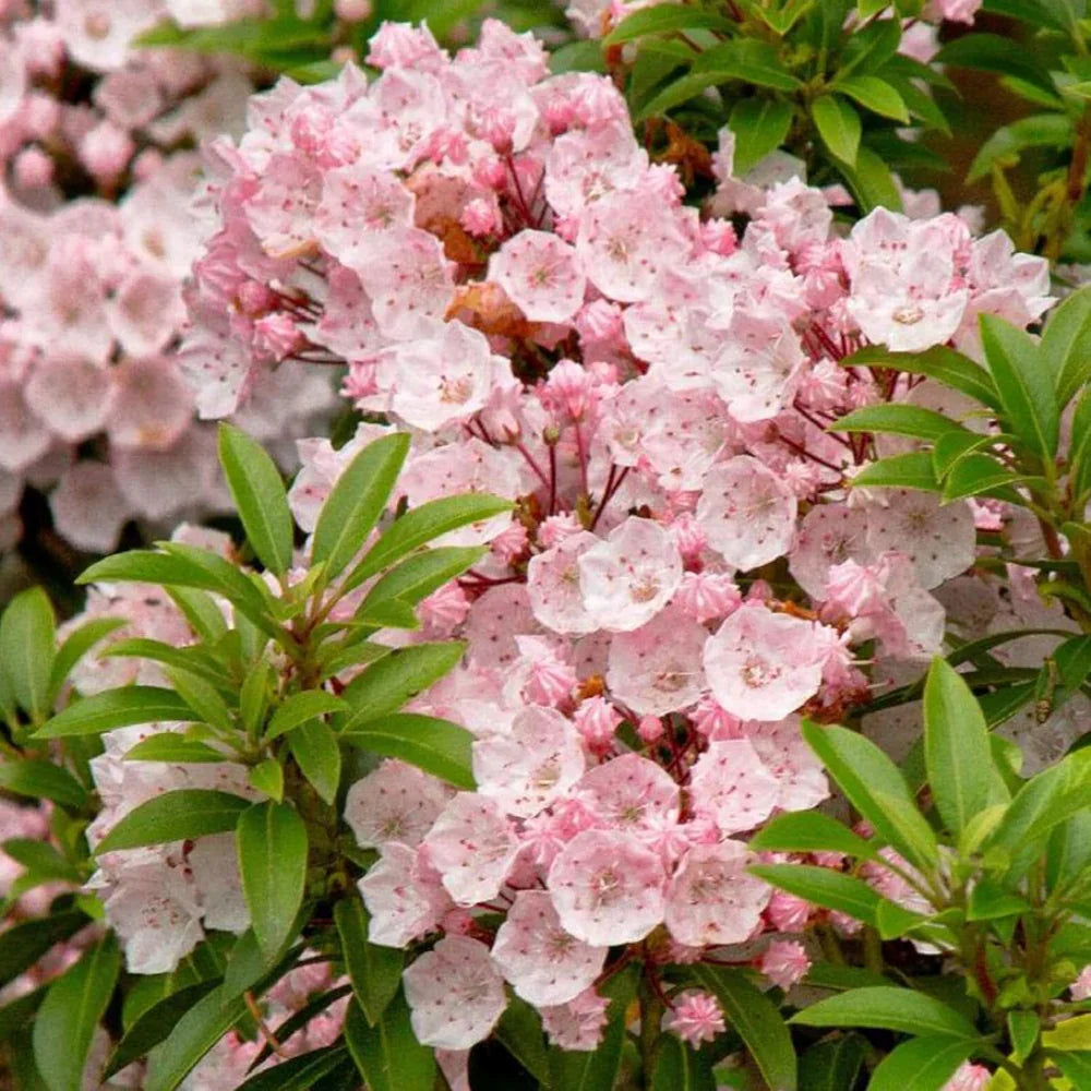 Pink Mountain Laurel Shrub - Live Bare Root Plant - Fragrant Native Flowering Kalmia latifolia