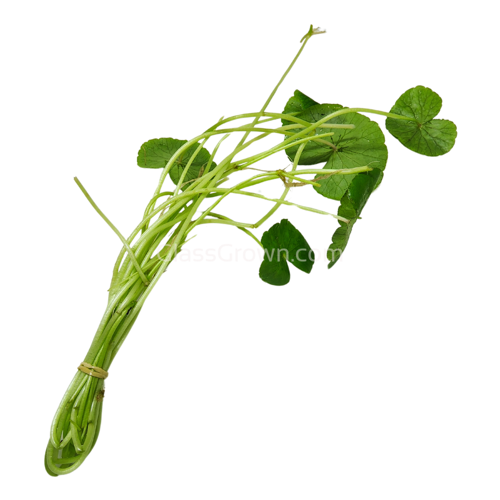 Brazilian Pennywort