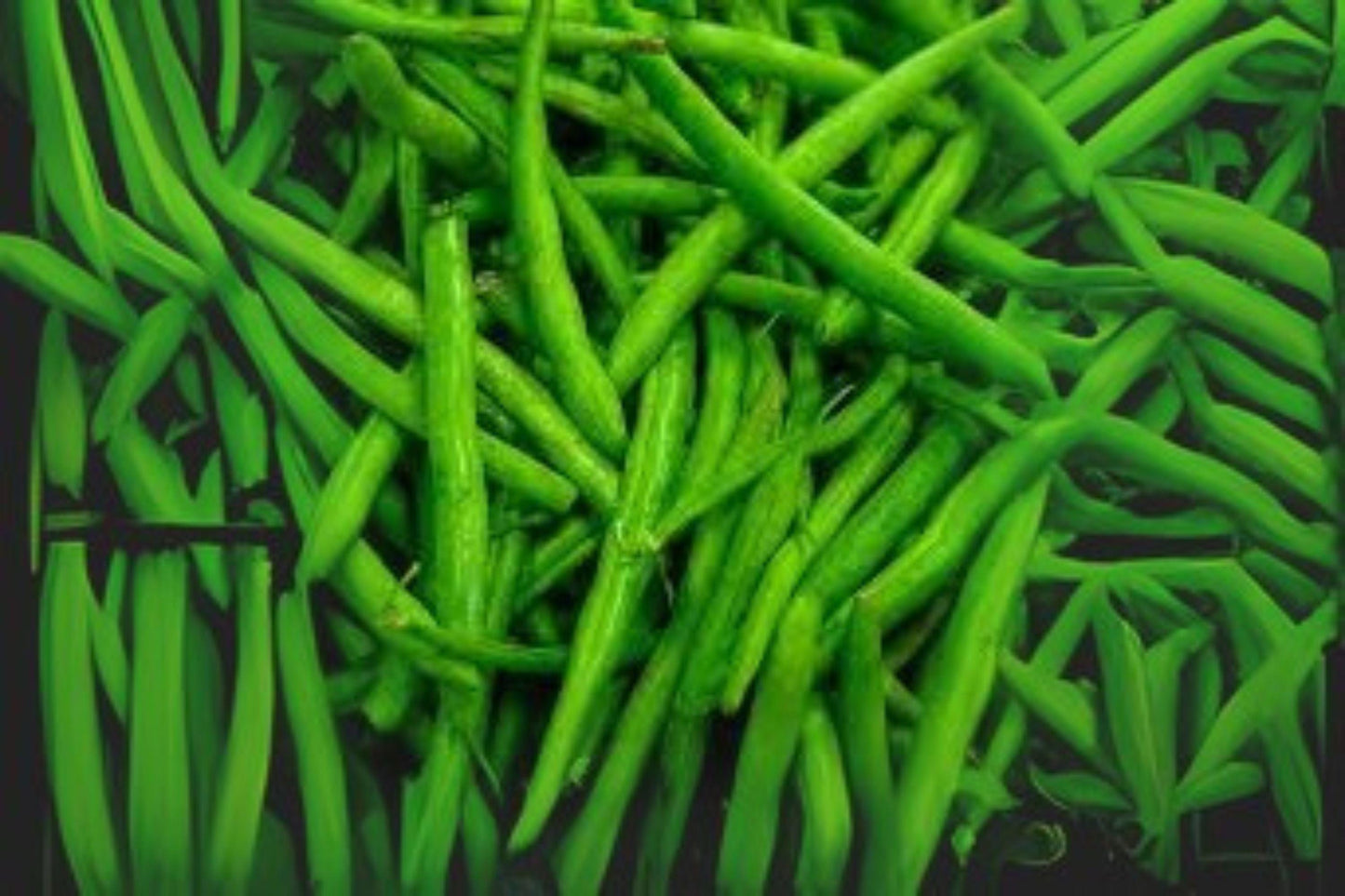 Green Bush Bean Seeds | Provider Heirloom Snap Beans | Phaseolus vulgaris | Early, Stringless, Compact Plant