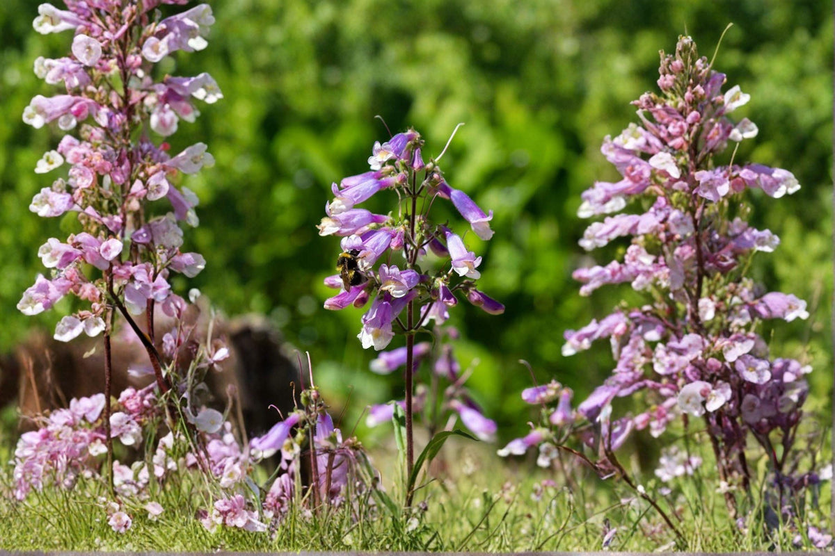 100 Hairy Beardtongue Seeds Penstemon hirsutus Native Wildflower Pollinator Plant