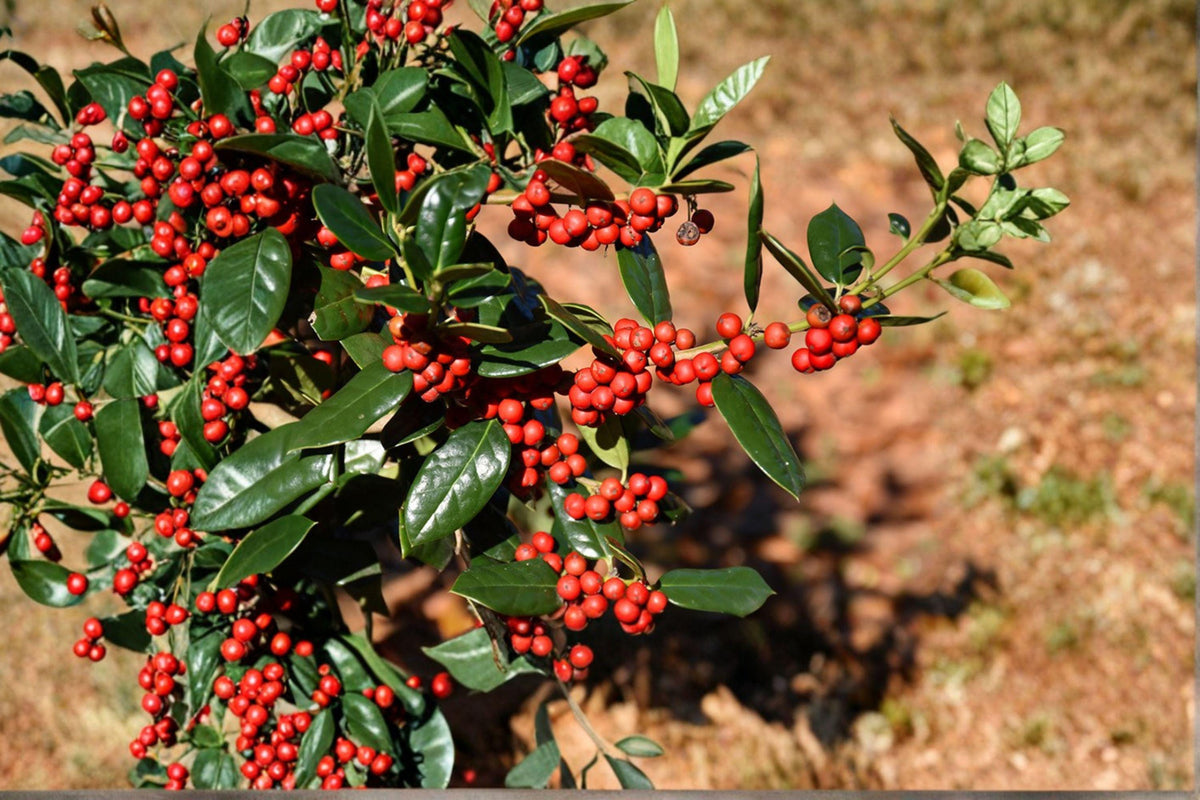 Chinese Holly Seeds 500mg Ilex cornuta Evergreen Shrub with Red Berries for Hedges, Ornamental Gardens, Wildlife