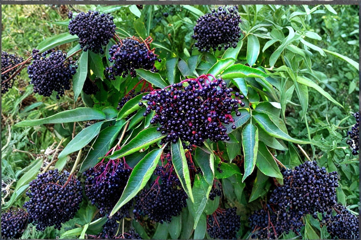 American Elderberry Seeds – Sambucus canadensis – Native Edible Berry Shrub for Wild Gardens & Pollinators