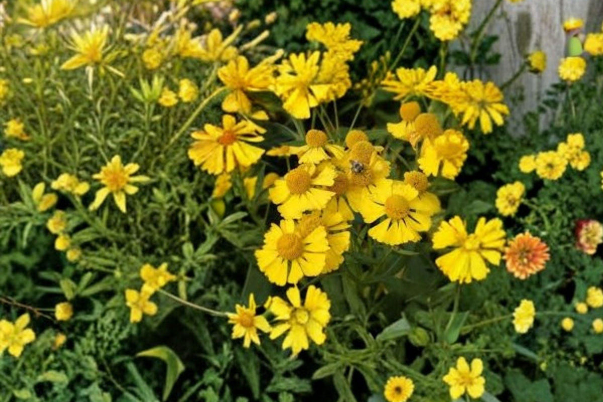 Autumn Sneezeweed Seeds, Helenium autumnale, Native Wildflower, Fall Blooming Pollinator Plant, Wet Soil Perennial, 100 Seeds