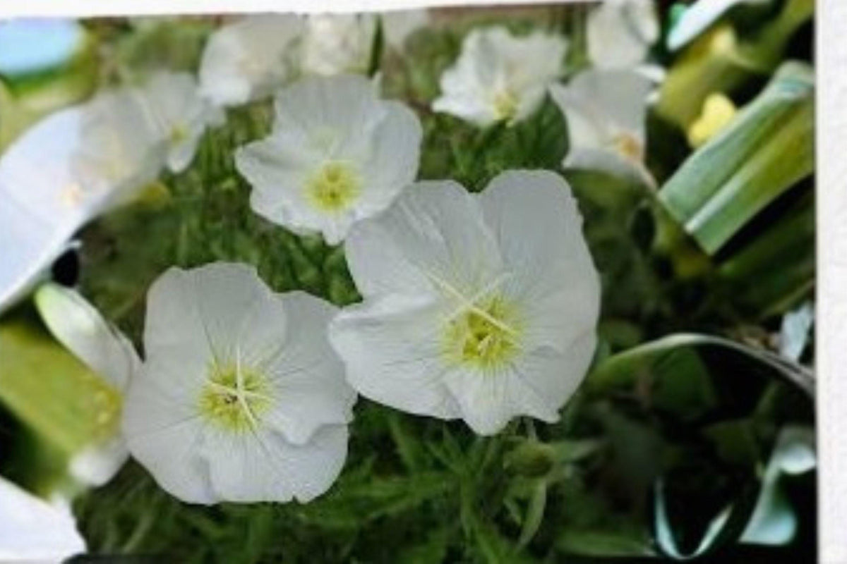 Pale Evening Primrose Seeds, Drought Tolerant, White Blooms, Native Wildflower, Oenothera pallida, Perennial, Xeric Garden Plant