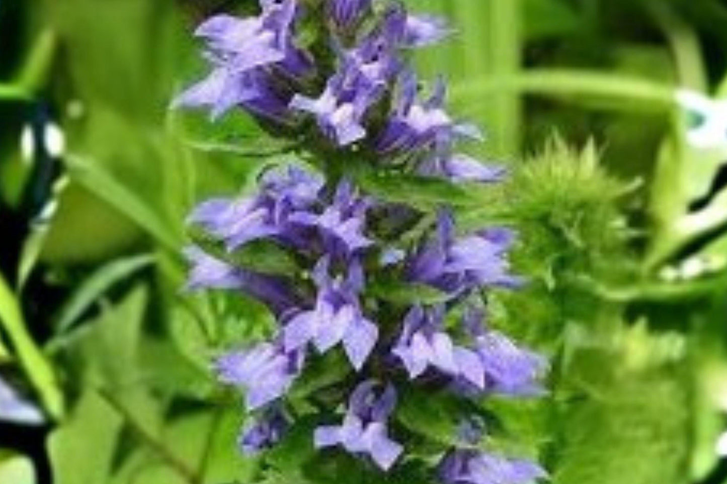 Lobelia siphilitica Seeds – Native Blue Flower for Wet Gardens, Pollinator-Friendly Perennial, 500 Seeds